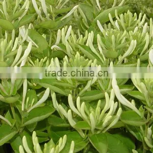 Chinese Herbal Dried Honeysuckle Flower Healthy and Natural thumbnail-2