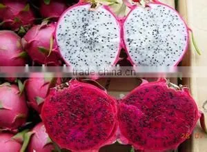 Pitaya / Dragon Fruit Microwave Vacuum Dryer thumbnail-4