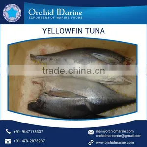 Premium Quality Well Known Distributor Supplying H&G Yellowfin Tuna Price thumbnail-1