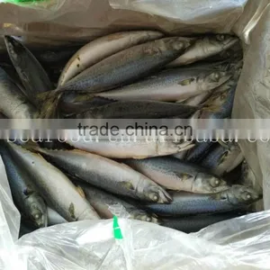 Frozen Pacific Mackerel Seining Catching thumbnail-1