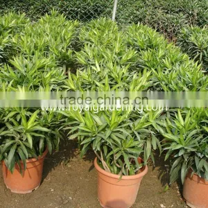 Dracaena Reflexa Ornamental Plants thumbnail-4