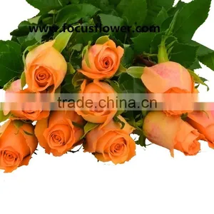 Promotional Handmade Porcelain Flowers Fresh Cut Tube Flower Queen's Day Rose for Decoration From Yunnan thumbnail-1