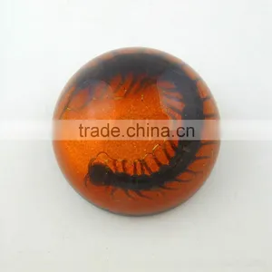 2016 Latest Design Meaningful Paperweight for Promotion Gift With Real Insect thumbnail-3