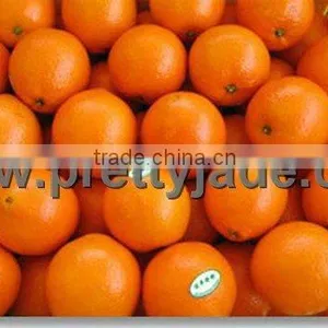 Best Price Navel Orange thumbnail-1