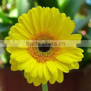 Chrysanthemum Preserved Fresh Cut Flowers For Wholesale thumbnail-4