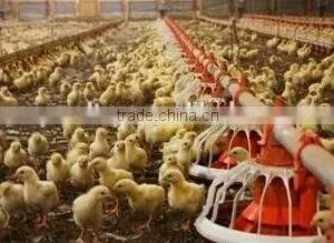 Automatic Broiler Poultry Farm Equipment for Sale thumbnail-1