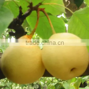 Asian Ya Pear Packed in 9kg 18kg Box for Sale thumbnail-1