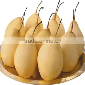 Fresh ya Pear&new Crop&the Most Lowest Price thumbnail-4