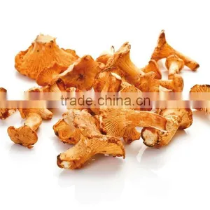 Good Quality Wild Organic Dried Chanterelle thumbnail-1