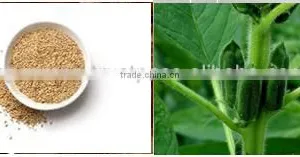 Sesamum Indicum Seeds thumbnail-1