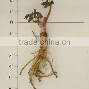 NATURAL ANGELICA ROOTS OIL thumbnail-1