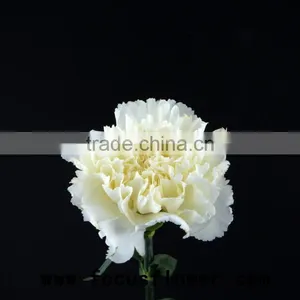 Fragrant Aroma Crazy Selling Anthurium Flowers Flower Pots Wholesale Snow White for Wedding Decoration From Kunming thumbnail-2