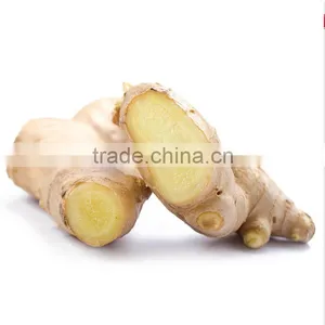 Wholesale High Quality Chinese Fresh Ginger thumbnail-4