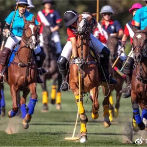 Equestrian Polo Scoring System thumbnail-4