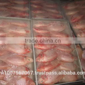 FROZEN RED TILAPIA thumbnail-1