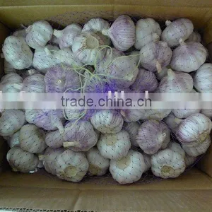 Normal White Garlic thumbnail-1