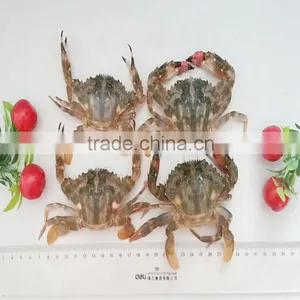 Fresh Frozen Mud Crabs With HACCP thumbnail-1