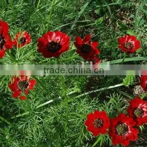 Summer Adonis , Adonis,flower Seed thumbnail-6