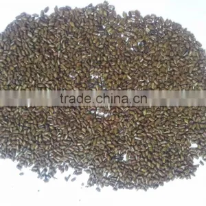 Best Jue Ming Zi in Chinese Cassia Tora Seed, Cassia Tora Seeds thumbnail-4