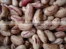 SPECKLED KIDNEY BEANS thumbnail-2