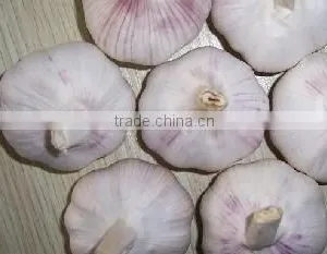 Fresh China Garlic thumbnail-5