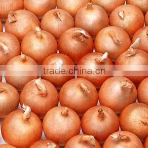 Fresh Yellow Onion thumbnail-5