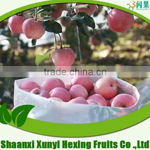 New Season Fresh Red Fuji Apples,origin:shaanxi---export to India/Pakistan/Europe/Middle East thumbnail-1