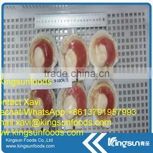 New Coming Sea Scallop Meat thumbnail-3