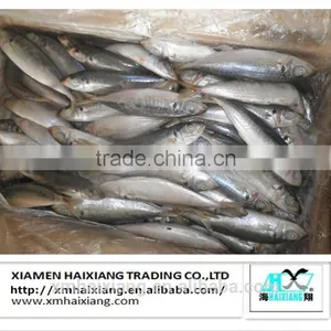 Price for Frozen Horse Mackerel Fish thumbnail-4
