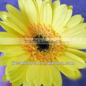Yellow Gerbera thumbnail-1