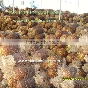 Cycas Revoluta thumbnail-1