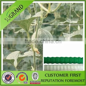 High Quality pp Material Net for Plant Supporting thumbnail-1