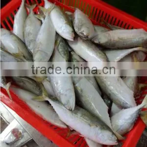 New Catching Indian Mackerel thumbnail-1