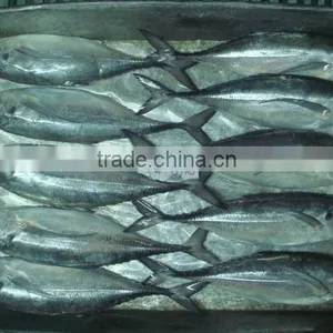 Horse Mackerel Size 4/6/ Horse Mackerel Fish thumbnail-5