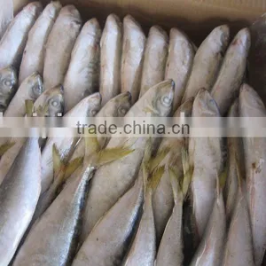 Frozen Horse Mackerel (200-300g) thumbnail-1