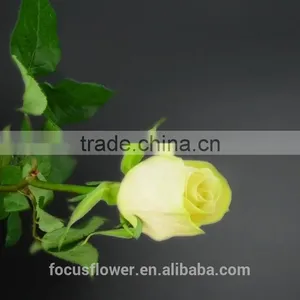 Fresh Cut Yellow Rose Vendelas Wedding Bouquet Wholesale Romantic Yellow Rose Vendela With Attractive Flowers for Bride thumbnail-6