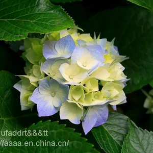 Hydrangeas