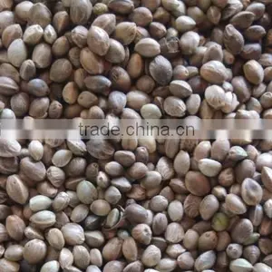Organic Hemp Seeds thumbnail-1