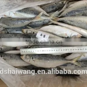 Frozen Whole Round Trachurus Japonicus With Size 40 - 60 Pcs / 10kg Ctn thumbnail-3