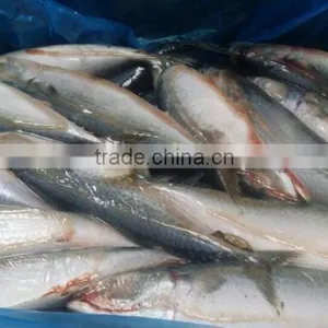 Frozen Mackerel Factory thumbnail-2