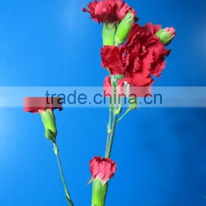 Reasonable Price Top Sell Factory Flower Carnation thumbnail-1