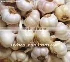 New Crop Fresh Garlic(white Skin,red Skin,pure White) thumbnail-1