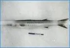 Frozen Baracudda Whole thumbnail-1