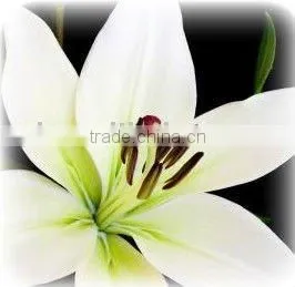 GUANGZHOU/SHENZHEN/FOSHAN/NINGBO/SHANGHAI TO MOSS( Ocean Freight Service)---KELLY thumbnail-1