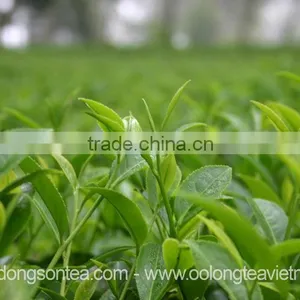 Excellent Quality VietNam Black Tea thumbnail-2