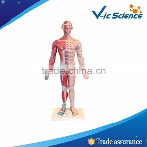 High Quality Chinese Model Of Acupuncture With Musucle thumbnail-1
