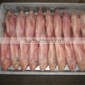 Poissons Congeles de Tilapia Rouge thumbnail-1