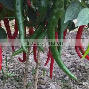 Fresh Red Chili (0084948425455 VIBER, WHATSAPP/SKYPE: VISIMEX05) thumbnail-6