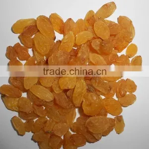INDIAN EXPORTER YELLOW RAISIN thumbnail-2