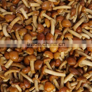 Pholiota Nameko / Pholiota Mutabilis thumbnail-1